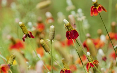 L&rsquo;Enfant éléphant